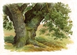 Trees And How To Paint Them In Watercolours