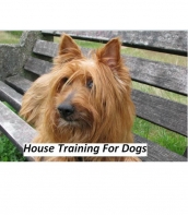 House Training for Dogs