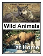 Wild Animals At Home