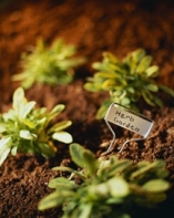 How To Start And Grow Your Own Herb Garden